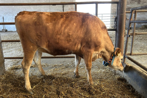 691623 921 Mirabela 7